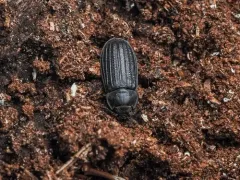 Grynocharis quadrilineata thumbnail 2