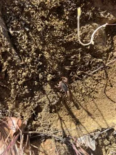 California common scorpion thumbnail 2