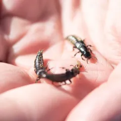 Hadrotes crassus thumbnail 2