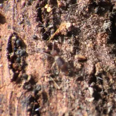 Entomobrya clitellaria thumbnail 3