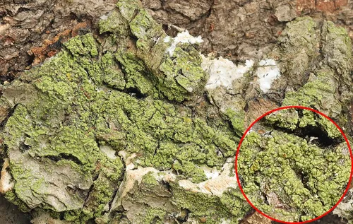 Printzen's Dotted Lichen