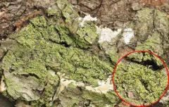 Printzen's Dotted Lichen thumbnail 1