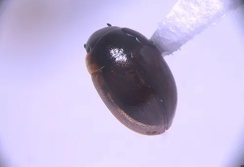 Anacaena limbata