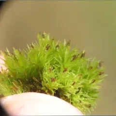 Frizzled Pincushion thumbnail 4