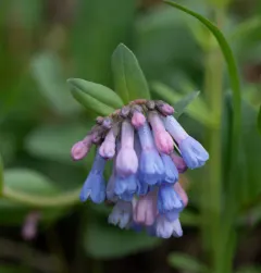 sagebrush bluebell thumbnail 3