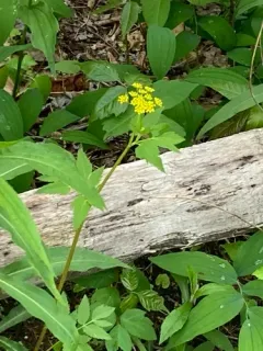 Hairy-jointed Meadow-parsnip thumbnail 4