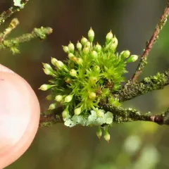 Elegant Bristle-moss thumbnail 3