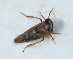 Idiocerus couleanus thumbnail 4