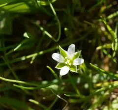 Upright Chickweed thumbnail 1