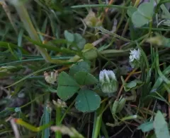 thimble clover thumbnail 2