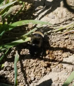 Melecta separata thumbnail 3