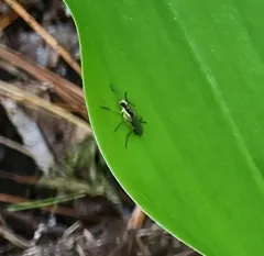 Americina adusta thumbnail 3