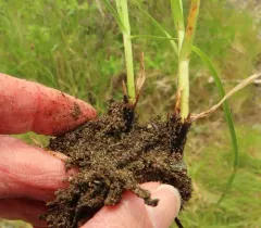 field sedge thumbnail 4