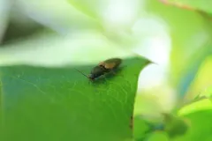 Cardiophorus edwardsi thumbnail 3