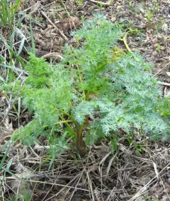 gray's lomatium thumbnail 2