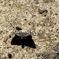 Two-banded Checkered-Skipper thumbnail 3