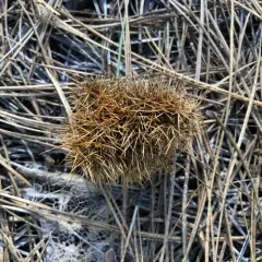 Golden chinquapin thumbnail 2