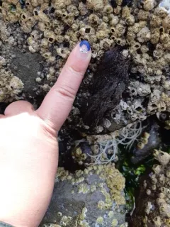 Vertebrata hendryi thumbnail 4
