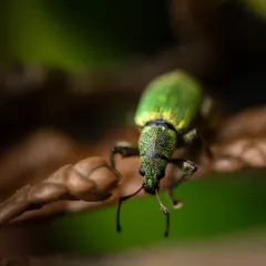 Arborvitae Weevil thumbnail 1
