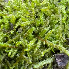 Lindberg's Hypnum Moss thumbnail 2
