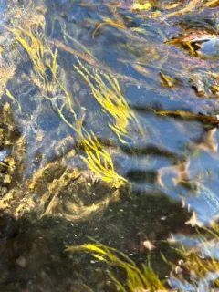 Lemanea fluviatilis thumbnail 2