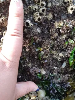 Gelidium coulteri thumbnail 3