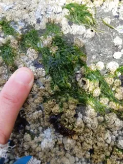 Green String Lettuce thumbnail 2