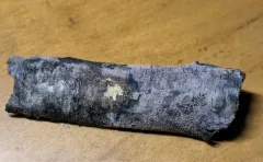 Helicomyces roseus thumbnail 2