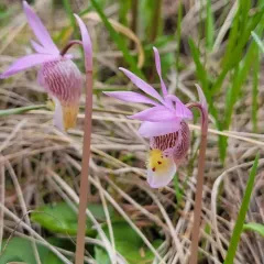 Fairy-slipper thumbnail 4