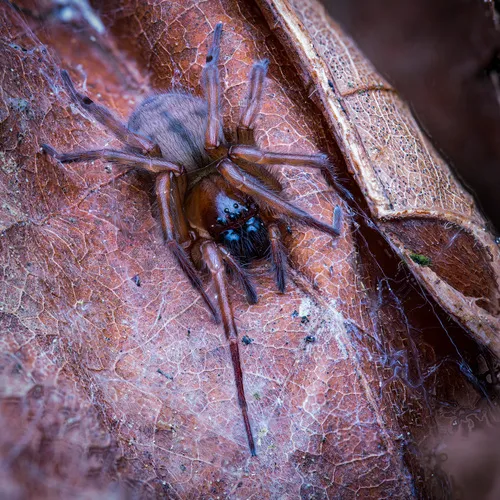 Callobius pictus