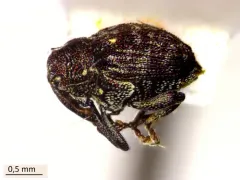 Parauleutes nebulosus thumbnail 2