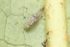 Trichopsocus clarus thumbnail 2