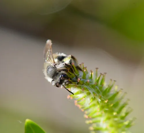 Brown-fovea Miner