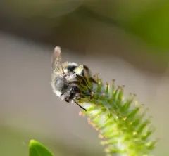 Brown-fovea Miner thumbnail 1