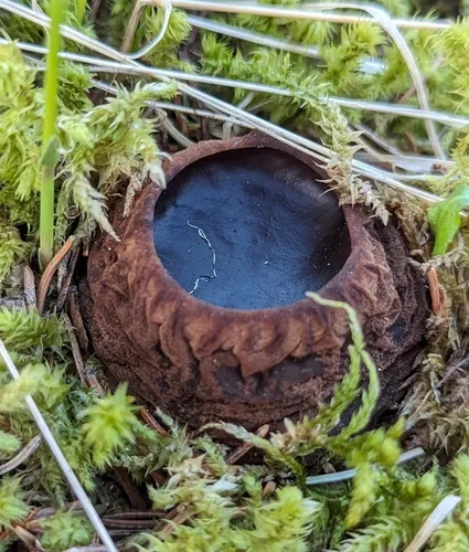 Witches' Cauldron
