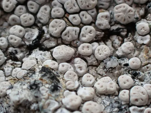 Molar Lichen