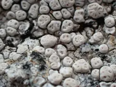 Molar Lichen thumbnail 1