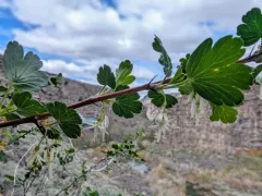snowy gooseberry thumbnail 4