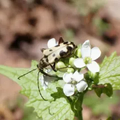 Evodinus monticola thumbnail 3