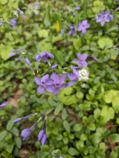 creeping phlox thumbnail 1