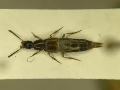Philonthus hepaticus thumbnail 1