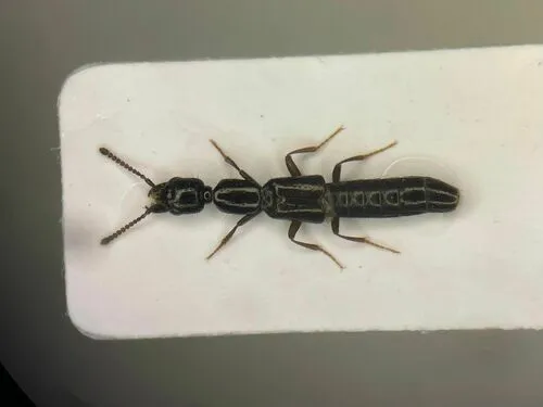 Oxybleptes kiteleyi