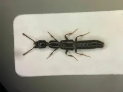 Oxybleptes kiteleyi thumbnail 1