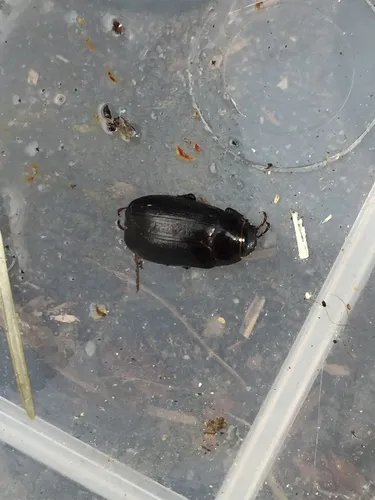 Diplotaxis brevicollis