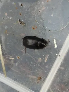 Diplotaxis brevicollis thumbnail 1