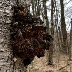 chaga thumbnail 6