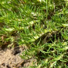 Sandcarpet thumbnail 3