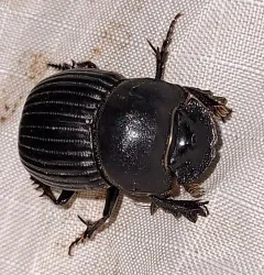 Frigid Dung Beetle thumbnail 2