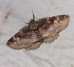 Hazel Zale Moth thumbnail 4