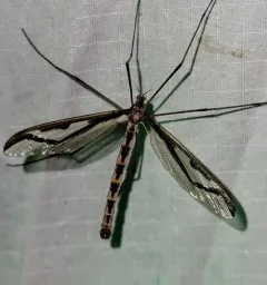 Pedicia procteriana thumbnail 3